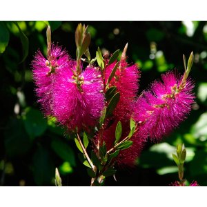 Tyčinkovec (Callistemon) ´HOT PINK´®  - výška 90-120 cm, kont. C3L 